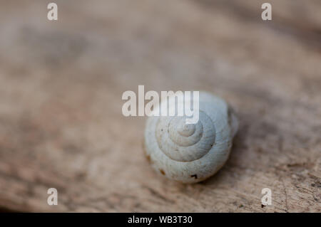 Close-up on a snail's white shell sitting on a log Stock Photo