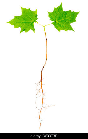 Young maple tree with roots isolated on white background. Stock Photo