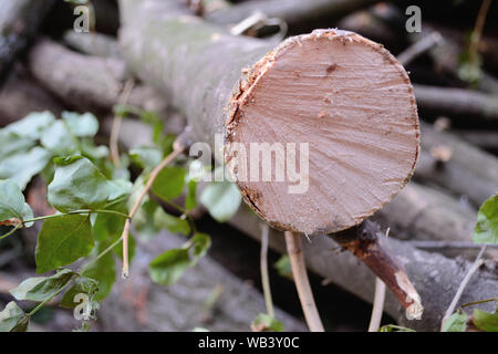 Freshly cut tree in the forest Stock Photo