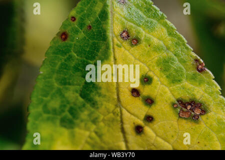 Plum leaf spots infection, Stigmina carpophila on prunus Stock Photo