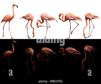 american flamingo bird (Phoenicopterus ruber) on dark and white background Stock Photo