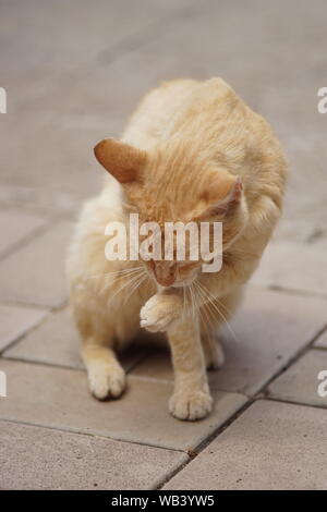 ginger cat sits on a tiled floor and cleans a paw. Stock Photo