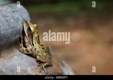 Big eye sparkle of amphibians in tropical Asia , Common tree frog on jar with natural green and brown background Stock Photo