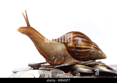 Brown snail climb up to the top of the pile of coins on white background, Travel up the mountain of money, Victory and success from patience Stock Photo
