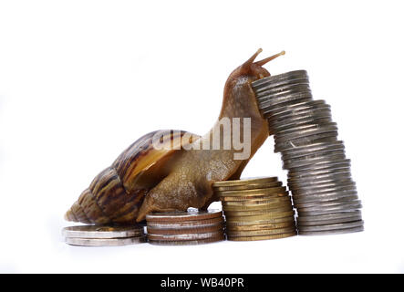 Snail uses the body to protect the coins that are leaning on white background , Business and finance, Victory and success from patience Stock Photo