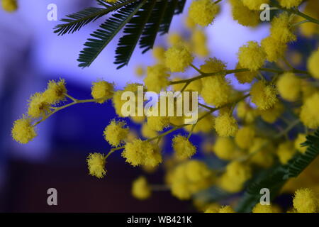 Macro photo, mimosa flower in blue background Stock Photo