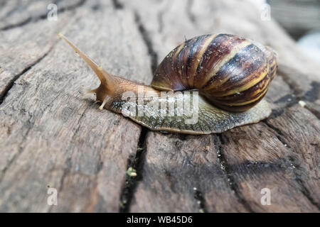 Giant African  land snail on wood floor Stock Photo