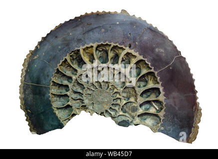 paleontological specimen - fossil ammonite shell sawn along isolated on white background Stock Photo