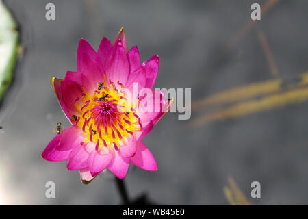 Beautiful pink water lily or lotus flower Perry's Orange Sunset. Nymphaea is reflected in the water. Soft blurred background of dark leaves from an ol Stock Photo