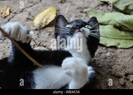 Cat lying down on its back looking up and playing with stick, Felis catus Stock Photo