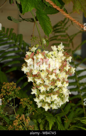 oak-leaved hydrangea snowflake in bloom, hydrangea quercifolia flower in a private garden Stock Photo