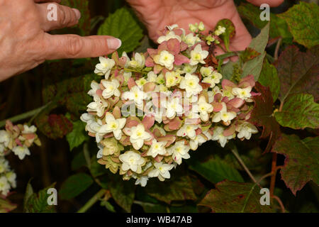 well-gromed female hand points up hydrangea quercifolia single flower, oak-leaved hydrangea snowflake in bloom Stock Photo