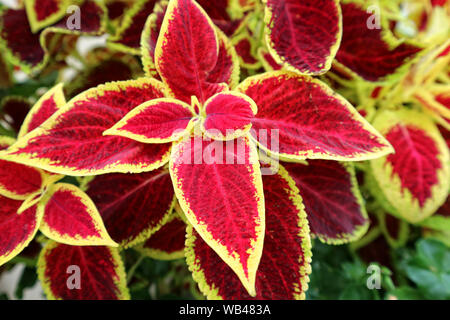 Coleus red plant, Kew Gardens Stock Photo