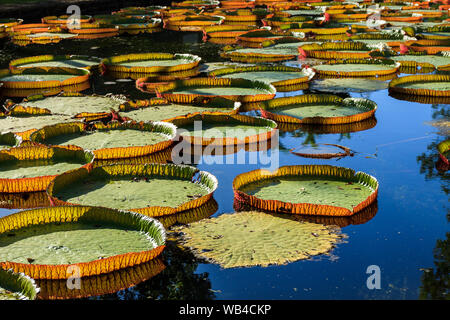 Victoria Amazonica lilies in Pamplemousses Boticanal Gardens, Mauritius Stock Photo