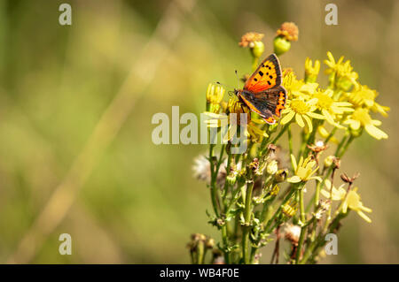 The Small Copper Butterfly, Lycaena phlaeas, nectaring on Ragwort,  Senecio jacobaea on Dungeness Nature Reserve in Kent, England. 20 August 2019. Stock Photo