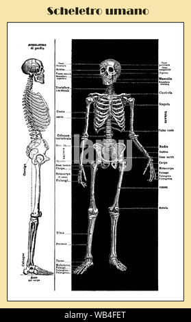 Anatomy, human complete bone skeletal structure front and lateral with Italian anatomical descriptions Stock Photo