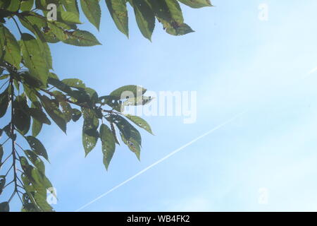 Image of branches with green leaves in front of a clear blue sky with a plane trail in Stock Photo