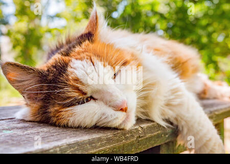 Sleepy white and ginger cat lies on bench in the park, street, outdoor. Relaxed cat on wooden bench in the park, back yard, front yard. Peaceful white Stock Photo