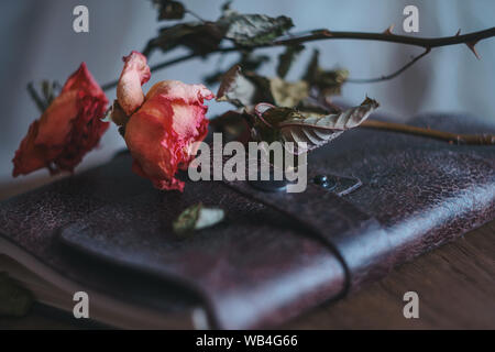 Two dried roses in tender coral pink color laying on an old travellers notebook in dark chocolate brown chapped leather cover on a wooden table surfac Stock Photo