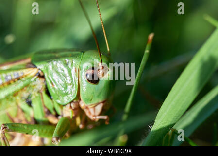 Green Grasshopper Sitting on Grass ( Acridomorpha ) Stock Photo