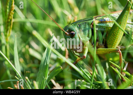 Green Grasshopper Sitting on Grass ( Acridomorpha ) Stock Photo