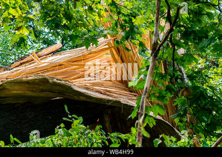 Broken big tree after a hurricane. Disaster. Environment. Stock Photo