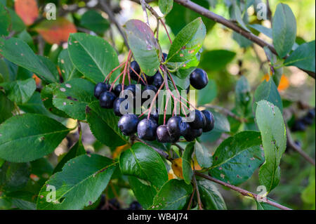 Ripe Aronia berries on a Bush on a bright Sunny day Stock Photo