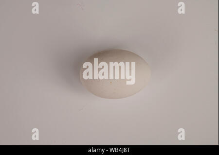eggs closeup on white background with shadows concept photo. Stock Photo
