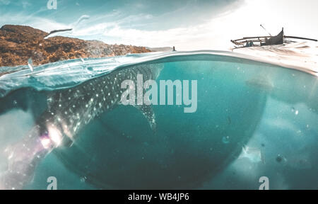 Whale shark watching off the scenic coast of Oslob, Cebu, Philippines Stock Photo