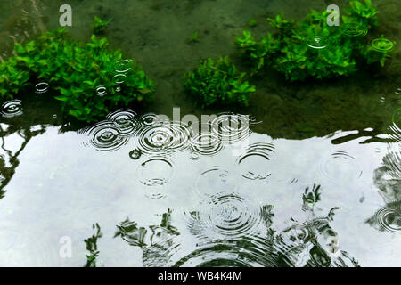 circles from raindrops on the surface of a shallow pond with translucent algae through the water at the bottom Stock Photo