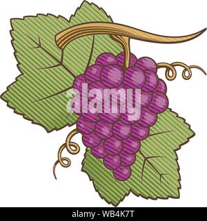 Red grapes with leaves colored illustration with engraving shading. Stock Vector