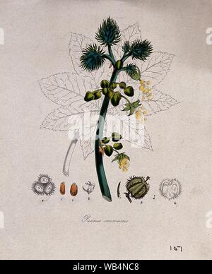 Flowering branch of Castor oil plant Ricinus communis in Nepal Asia ...