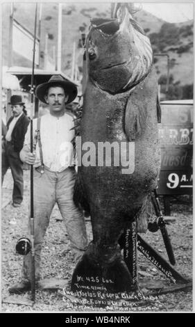 Edward Llewellen with the World's Record Black Sea Bass, which he caught, (425 lbs.), at Catalina Island, Calif., Aug. 26, 1903 Abstract/medium: 1 photographic print. Stock Photo