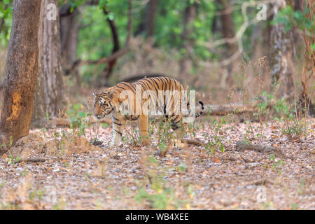 Wild Royal Bengal Tiger or Panthera Tigris Tigris roaming in Kanha Tiger Reserve Madhya Pradesh India Stock Photo