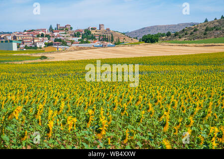 Sunflowers field and overview of the village. Riba de Saelices, Guadalajara province, Castilla La Mancha, Spain. Stock Photo