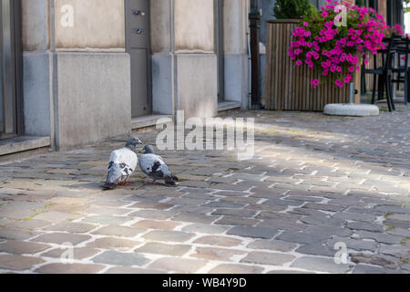 A pair of pigeons on a sidewalk in Brussels Stock Photo