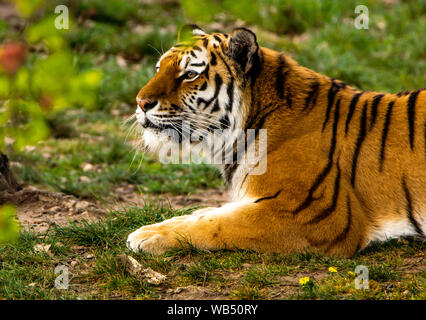 A Tiger at The Yorkshire Wildlife Park Stock Photo