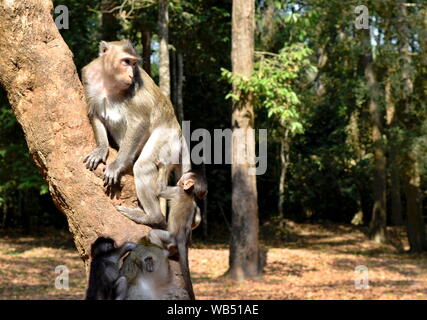 Family of long-tailed macaques climbing tree in Angkor jungle, Cambodia Stock Photo