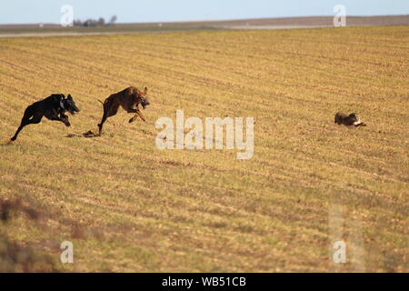 Typical Spanish dog ready to run behind the Hares Stock Photo