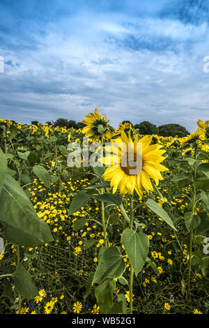 Sunflower Fields Portglenone Northern Ireland Stock Photo