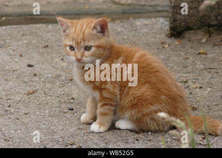A six week old ginger Tom cat kitten sitting in the yard Stock Photo