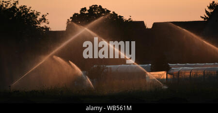 24 August 2019, Baden-Wuerttemberg, Bad Krozingen: Water from irrigation systems in a field peaks at sunset. Photo: Patrick Seeger/dpa Stock Photo