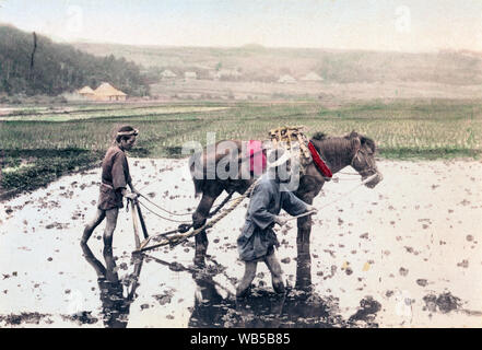 [ 1890s Japan - Japanese Farmer Plowing a Rice Field ] —   Farmers are ploughing a rice field with a horse.  19th century vintage albumen photograph. Stock Photo