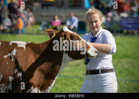 Ayrshire Dairy Cattle brown & white markings in Chipping, Lancashire.  UK Weather. Hot summer day in central Lancashire for Chipping agricultural show. Stock Photo