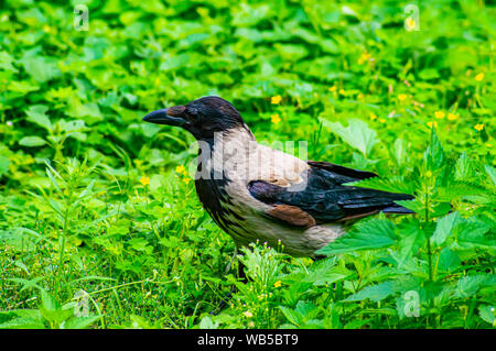 Crow bird walks on the green grass. Wild birds. Stock Photo