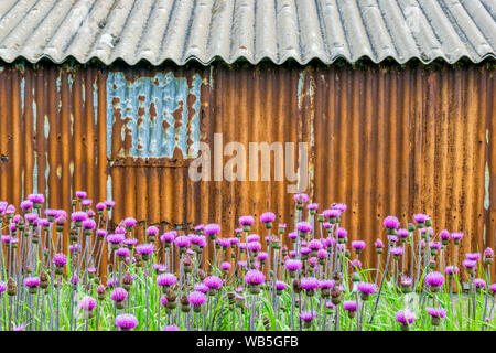 A field of thistles in front of an old rusty corrugated iron building. Stock Photo