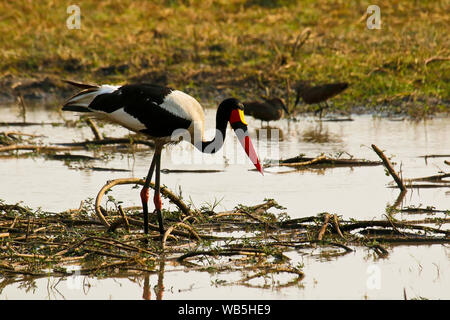 Male of Saddlebill stork, African jabiru, (Ephippiorhynchus senegalensis). Busanga Plains. Kafue National Park. Zambia Stock Photo