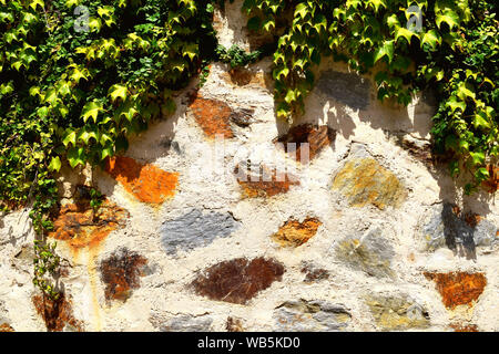 Concrete wall made of multi colors stones with green climbing plant, creeper, exterior background texture Stock Photo