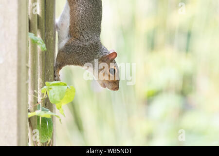 Grey Squirrel (Sciurus carolinensis) climbing down trellis in a garden in Scotland with copy space Stock Photo