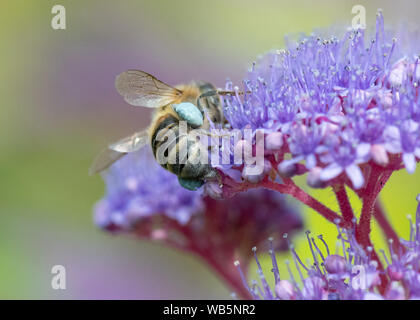 Honey bee with pollen baskets filled with blue pollen on Hydrangea aspera 'Villosa Group' shrub Stock Photo